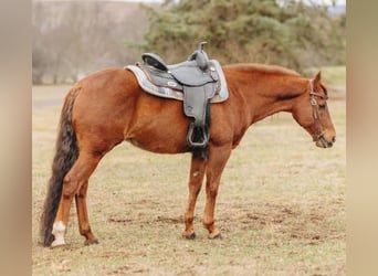 Quarter horse américain Croisé, Hongre, 12 Ans, 142 cm, Alezan cuivré