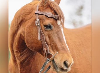 Quarter horse américain Croisé, Hongre, 12 Ans, 142 cm, Alezan cuivré