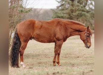Quarter horse américain Croisé, Hongre, 12 Ans, 142 cm, Alezan cuivré