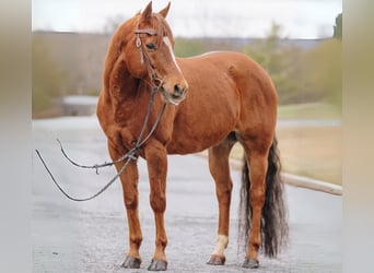 Quarter horse américain Croisé, Hongre, 12 Ans, 142 cm, Alezan cuivré