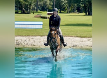 Quarter horse américain, Hongre, 12 Ans, 142 cm, Alezan dun