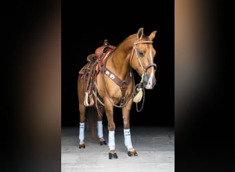 Quarter horse américain, Hongre, 12 Ans, 142 cm, Alezan dun