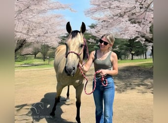 Quarter horse américain, Hongre, 12 Ans, 142 cm, Buckskin