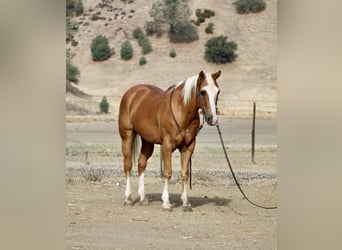 Quarter horse américain, Hongre, 12 Ans, 142 cm, Palomino