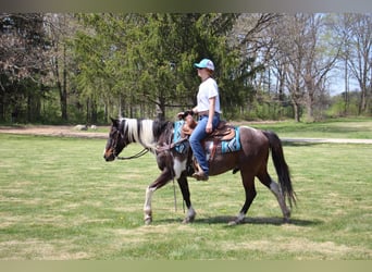 Quarter horse américain, Hongre, 12 Ans, 142 cm, Tobiano-toutes couleurs