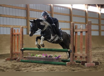 Quarter horse américain, Hongre, 12 Ans, 142 cm, Tobiano-toutes couleurs