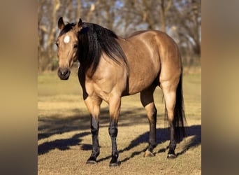 Quarter horse américain, Hongre, 12 Ans, 145 cm, Buckskin