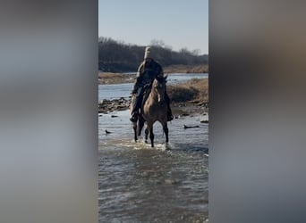 Quarter horse américain, Hongre, 12 Ans, 145 cm, Buckskin