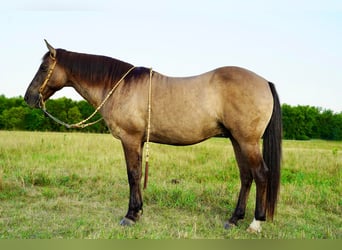 Quarter horse américain Croisé, Hongre, 12 Ans, 145 cm, Grullo