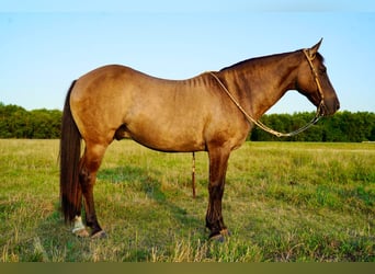 Quarter horse américain Croisé, Hongre, 12 Ans, 145 cm, Grullo
