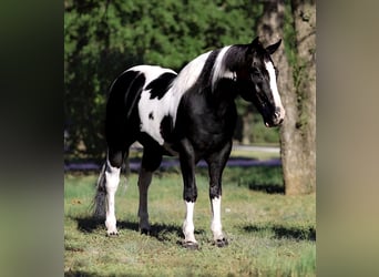 Quarter horse américain, Hongre, 12 Ans, 145 cm, Tobiano-toutes couleurs