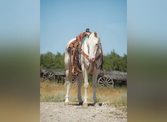 Quarter horse américain, Hongre, 12 Ans, 147 cm, Blanc