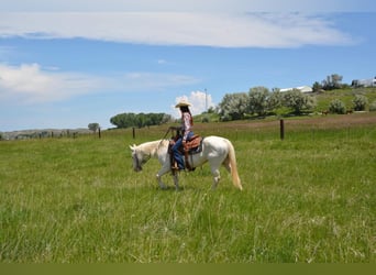 Quarter horse américain, Hongre, 12 Ans, 147 cm, Blanc