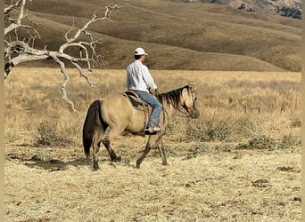 Quarter horse américain, Hongre, 12 Ans, 147 cm, Buckskin