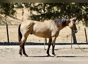 Quarter horse américain, Hongre, 12 Ans, 147 cm, Buckskin