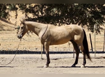 Quarter horse américain, Hongre, 12 Ans, 147 cm, Buckskin