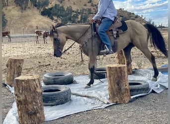 Quarter horse américain, Hongre, 12 Ans, 147 cm, Buckskin