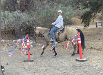 Quarter horse américain, Hongre, 12 Ans, 147 cm, Buckskin