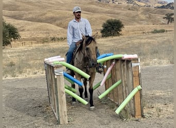 Quarter horse américain, Hongre, 12 Ans, 147 cm, Buckskin