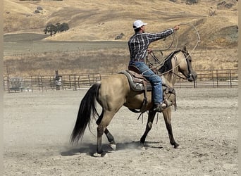 Quarter horse américain, Hongre, 12 Ans, 147 cm, Buckskin