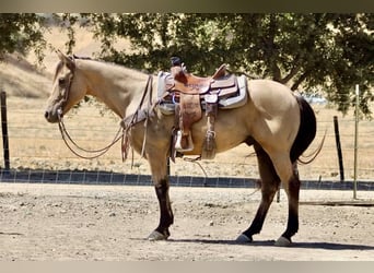 Quarter horse américain, Hongre, 12 Ans, 147 cm, Buckskin