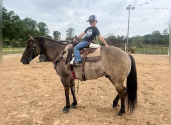 Quarter horse américain, Hongre, 12 Ans, 147 cm, Grullo
