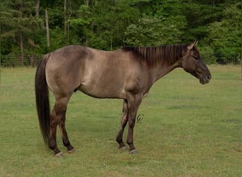 Quarter horse américain, Hongre, 12 Ans, 147 cm, Grullo