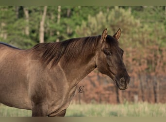 Quarter horse américain, Hongre, 12 Ans, 147 cm, Grullo