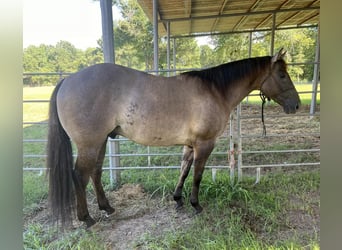 Quarter horse américain, Hongre, 12 Ans, 147 cm, Grullo
