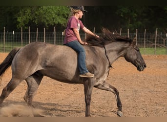 Quarter horse américain, Hongre, 12 Ans, 147 cm, Grullo