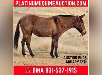 Quarter horse américain, Hongre, 12 Ans, 147 cm, Grullo