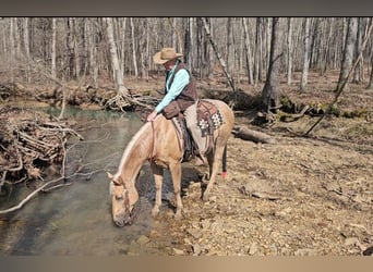 Quarter horse américain, Hongre, 12 Ans, 147 cm, Palomino