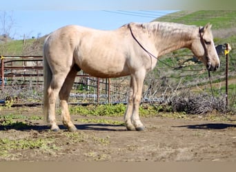 Quarter horse américain, Hongre, 12 Ans, 147 cm, Palomino