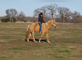 Quarter horse américain, Hongre, 12 Ans, 147 cm, Palomino