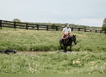 Quarter horse américain, Hongre, 12 Ans, 147 cm, Rouan Bleu