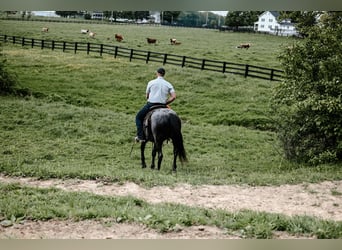 Quarter horse américain, Hongre, 12 Ans, 147 cm, Rouan Bleu