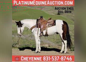 Quarter horse américain, Hongre, 12 Ans, 147 cm, Tobiano-toutes couleurs