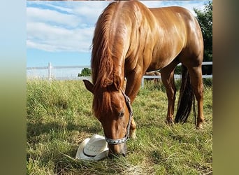 Quarter horse américain, Hongre, 12 Ans, 148 cm, Alezan