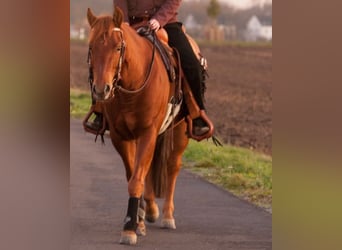 Quarter horse américain, Hongre, 12 Ans, 148 cm, Alezan