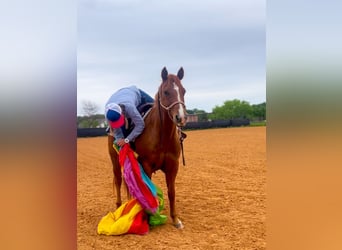 Quarter horse américain, Hongre, 12 Ans, 150 cm, Alezan cuivré