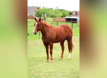 Quarter horse américain, Hongre, 12 Ans, 150 cm, Alezan cuivré