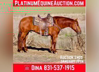 Quarter horse américain, Hongre, 12 Ans, 150 cm, Alezan dun