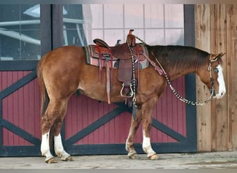 Quarter horse américain, Hongre, 12 Ans, 150 cm, Alezan dun