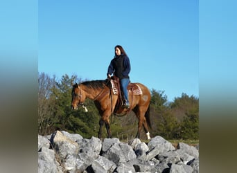 Quarter horse américain, Hongre, 12 Ans, 150 cm, Alezan dun