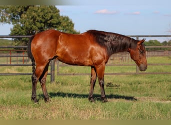Quarter horse américain, Hongre, 12 Ans, 150 cm, Bai cerise