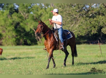 Quarter horse américain, Hongre, 12 Ans, 150 cm, Bai cerise