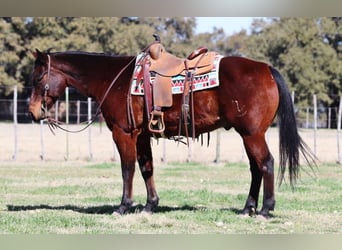 Quarter horse américain, Hongre, 12 Ans, 150 cm, Bai cerise