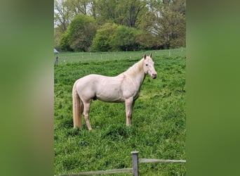 Quarter horse américain, Hongre, 12 Ans, 150 cm, Champagne