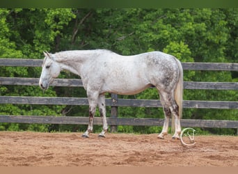 Quarter horse américain, Hongre, 12 Ans, 150 cm, Gris