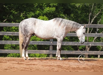 Quarter horse américain, Hongre, 12 Ans, 150 cm, Gris